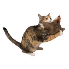 Ave con movimiento y sonido para gatos