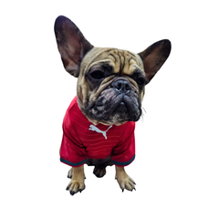 Jersey Selección de Portugal para Perro